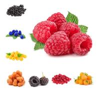 Semi di lampone - raro da frutto serre da balcone frutto colonnare esotico balcone frutteto semi di per gli amanti del giardino giardino roccioso 120pcs