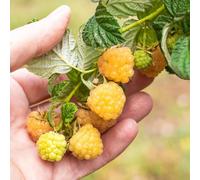 Semi di lampone, resistenti per il giardino fresca regali per gli amanti del giardino da semi esotici frutteto regali per giardinieri 500pcs