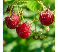 Semi di lampone, resistenti per il giardino per luoghi soleggiati da semi esotici regali per giardinieri da giardino da nani 50pcs