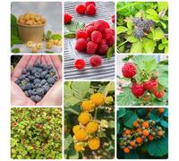 Semi di lampone - resistenti per il giardino Rubus idaeus - da balcone per luoghi soleggiati semi di antiche varietà da giardino esotici 400pcs