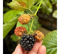 Semi di lampone - Rubus idaeus - sementi biologiche, frutteto da frutto da balcone resistenti per luoghi soleggiati 100pcs