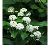 semi di lantana 50pcs
