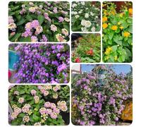 Semi di lantana - giardino perenni vecchie varietà serre da balcone da balcone resistenti resistenti per il giardino 100pcs