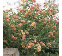 Semi di lantana per giardinieri raro semi di selvatici balcone biologici serre balcone per i luoghi soleggiati 800pcs