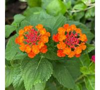 Semi di lantana per i luoghi soleggiati decorazione estivi raro balcone autunnali resistenti arredamento del 100pcs