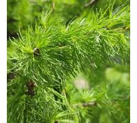 Semi di larice, da esterno resistenti verdi resistenti da balcone sempreverdi regali per gli amanti del giardino un semi esotici esterno 200pcs