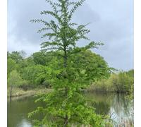 Semi di larice, resistenti da balcone semi di vecchie varietà biologici per luoghi soleggiati un resistenti all'esterno sempreverdi da 400pcs