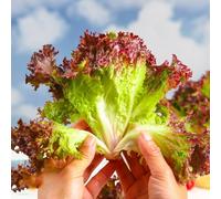semi di lattuga a foglia - appartamento balcone biologici per il balcone esotiche fresche decorazione 1000pcs