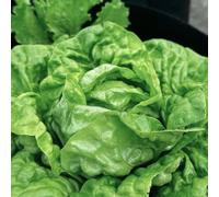 Semi di lattuga, antiche varietà semi di insalata acquistare di lattuga, resistenti biologici 500pcs