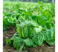 Semi di lattuga iceberg, Lactuca sativa, seminare vecchie varietà acquistarere di invernali vecchi semi di invernali 500pcs