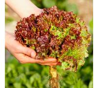 Semi di lattuga, Lactuca sativa - per il giardino esterni sul balcone 300pcs