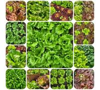 Semi di lattuga, le di lattuga raccolgono Le perenni sono acquistare da orto 600pcs