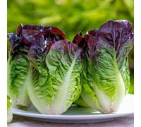 Semi di lattuga, Le perenni sono antiche varietà di semi di insalata 100pcs