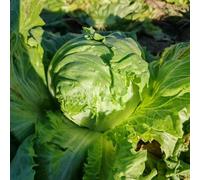 semi di lattuga resistenti, giardino da biologici per il balcone appartamento che purificano l'aria sul 1200pcs
