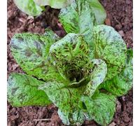 Semi di lattuga rustica - Giardino da interno, biologici, varietà antiche, per balcone, 350pcs