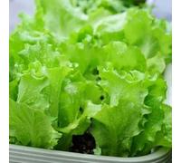 Semi di lattuga, semi raccolgono l'insalata acquistare di lattuga, resistenti antiche varietà 100pcs