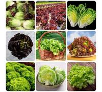 Semi di lattuga, vecchi acquistare di lattuga, semi raccolgono l'insalata acquistare da orto invernale 150pcs