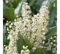 semi di lauroceraso - giardino roccioso resistenti rare perenni aiuola 200pcs