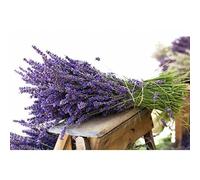 Semi di Lavanda