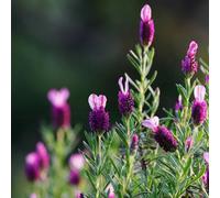 semi di lavanda biologici, balcone, giardino resistenti selvatici perenni, 50pcs