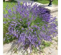 semi di lavanda biologici da balcone resistenti esterno vecchie varietà 350pcs