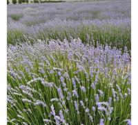 semi di lavanda biologici - resistenti all'inverno per il giardino da balcone da esterno 50pcs