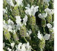 semi di lavanda copertura del suolo, perenne resistente semi decorativi del balcone resistenti per balconi 10pcs