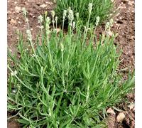 semi di lavanda da balcone resistenti semi esotici autunno resistenti selvatici balcone Copertura perenne resistente 400pcs