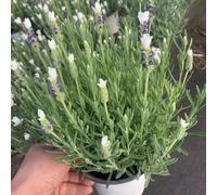semi di lavanda, d'appartamento giardino balcone recisi 500pcs