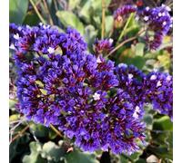 Semi di lavanda di mare - Aiuole rialzate per il giardino balcone giardino sul balcone arredamento del soggiorno rare rampicanti recisi 120pcs