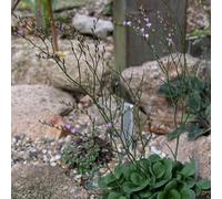 semi di lavanda di mare arredamento del soggiorno Vecchie varietà resistenti in vaso giardino recisi balcone rampicanti balcone con 120pcs