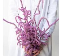 semi di lavanda di mare, balcone aiuola rialzata da giardino biologici 120pcs