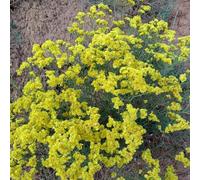semi di lavanda di mare decorative d'appartamento esotiche decorazioni giardino per esterni arredamento del soggiorno balcone con interna 300pcs