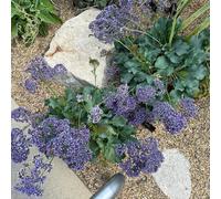 semi di lavanda di mare decorazioni giardino per esterni balcone per zone soleggiate balcone giardino resistenti, d'appartamento 225semi