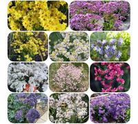 semi di lavanda di mare esotico arredamento del soggiorno semi come bomboniera vecchie varietà per i luoghi soleggiati organico interno giardino 500pcs
