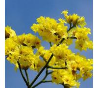 Semi di lavanda di mare, giardino di Limonium, semi di selvatici da esterno resistenti autunnali resistenti decorazione da giardino 50pcs