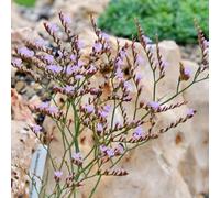 Semi di lavanda di mare, rare Limonium, semi di resistenti per il giardino prodotti sostenibili semi di farfalle regali 350pcs