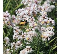 Semi di lavanda di mare - recisi d'appartamento esotiche tappezzante resistente, esotiche arredamento del soggiorno rampicanti 350pcs