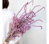 semi di lavanda di mare vecchie varietà raro resistenti balcone arredamento del soggiorno decorazione organico semi come bomboniera decorazioni 50pcs