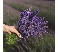 semi di lavanda - giardino balcone interno d'appartamento 550pcs
