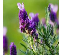 semi di lavanda giardino interno tappezzanti sul balcone 300pcs