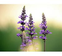 Semi di lavanda giardino piantagione in autunno regali importati lampadine speciali dolce visualizzazione sorpresa regalo 100 semi Seeds ONLY