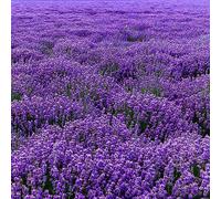 Semi di lavanda - giardino sul balcone decorazioni giardino per esterni resistenti in vaso per l'arredamento dell'ufficio d'appartamento 750pcs
