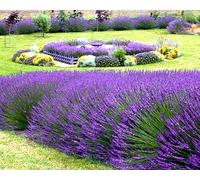 Semi di lavanda Hidcote - Lavandula angustifolia