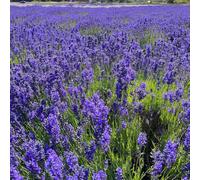 Semi di lavanda, Lavandula angustifolia - Decorazione del balcone decorazione floreale decorazione semi di campo 100pcs