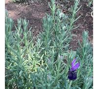 semi di lavanda perenni - biologiche, resistenti copertura del terreno giardino 100pcs