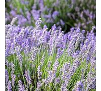 semi di lavanda, raro giardino roccioso recisi balcone 200pcs