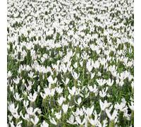 Semi di lavanda resistente - giardino balcone esotico 500pcs