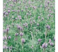 Semi di lavanda resistente - in vaso balcone giardino 100pcs