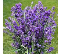 semi di lavanda resistenti, per esterno selvatici perenni, giardino di pietra, balcone 300pcs